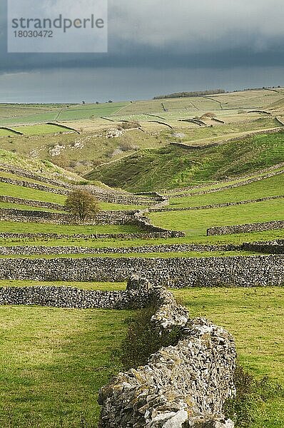 Blick auf Trockenmauern und Weiden  Litton  Peak District N. P. Derbyshire  England  Oktober