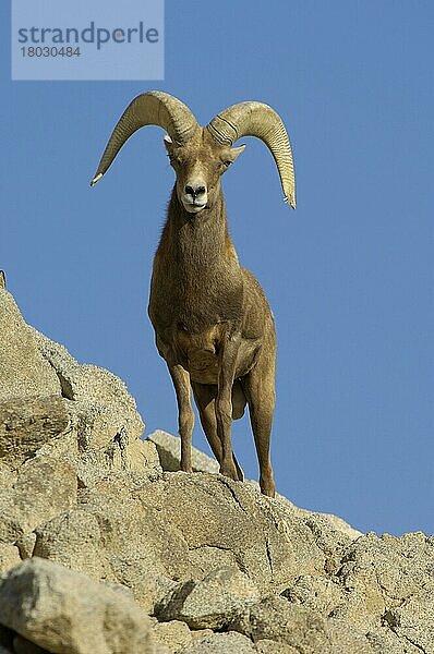 Dickhornschaf (Ovis canadensis)  erwachsenes Männchen  stehend auf einem Felsvorsprung  Kalifornien (U.) S. A