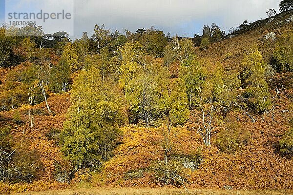 Betula verrucosa  Hängebirke  Sandbirke  Weißbirke  Warzenbirke (Betula pendula)  Birke  Birkengewächse  Silver Birch forest habitat  Glen Strathfarrar  Inverness-shire  Highlands  Scotland  October