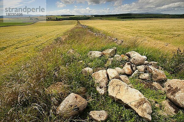 Feldgrenzen-Wildtierstreifen mit Steinen  am Rand eines Ackerfeldes mit Gerste (Hordeum vulgare)  Aberdeenshire  Schottland  August