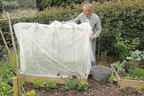 Biogarten  Vlies als Schutz für Tomatenpflanzen  Naturgarten  Kistensystem