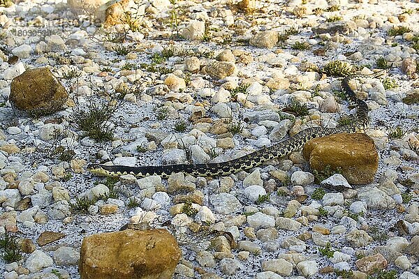 Madagaskar-Hakennasennatter  Madagaskar-Hakennasennattern  Andere Tiere  Reptilien  Schlangen  Tiere  Malagasy Giant Hognose Snake