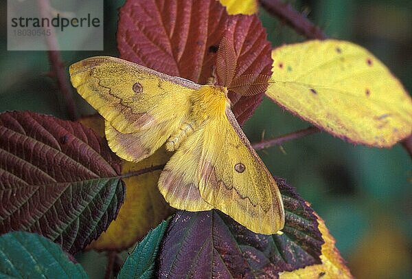 Herbstliche Kaisermotte (Perisomena caecigena)  erwachsenes Männchen  auf Brombeerblättern ruhend  Nordost-Italien  Herbst