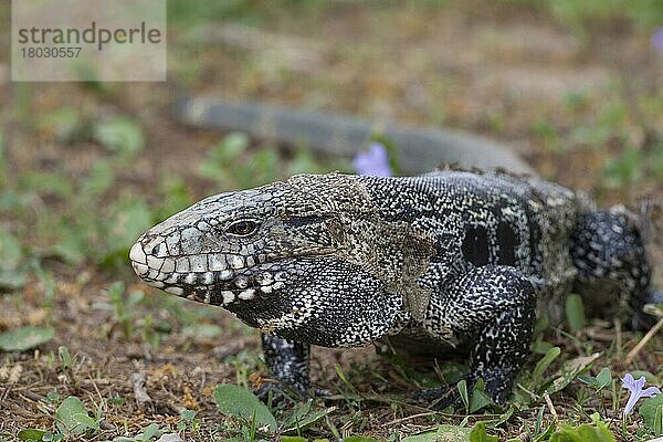 Salvator merianae  Schwarzweißer Teju (Tupinambis merianae)  Schwarzweiße Tejus  Andere Tiere  Reptilien  Tiere  Argentine Black and White Tegu adult  standing  Pantanal  Mato Grosso  Brazil