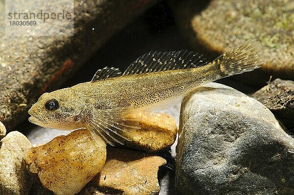 Erwachsener Stierkopf (Cottus gobio)  auf Kies ruhend  Sowerby  North Yorkshire  England  Juni (das Subjekt wurde im Spezialfotobecken kontrolliert) (bevor es ausgewildert wurde)