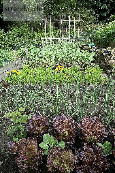 Gemüsegarten mit gemischtem Gemüse  Möhren  Rote Beete  Kohlrüben  Bohnen  Lauch und Rotkohl  Cumbria  England  August