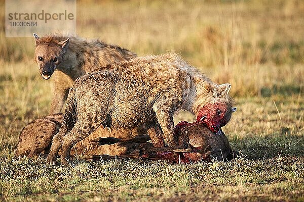 Tüpfelhyänen (Crocuta crocuta) mit erbeutetem Streifengnu (Connochaetes taurinus)  Masai Mara National Reserve  Kenia  Afrika