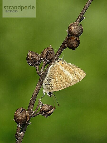 Langschwanzblauer (Lampides boeticus) Erwachsener  auf weißem Asphodel (Asphodelus albus) Stiel ruhend  Griechenland  April  Europa