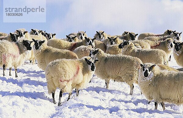 Häusliche Schafe mit gesprenkelten Beulah-Schafen auf einer Hill Farm im Schnee  Powys  Wales