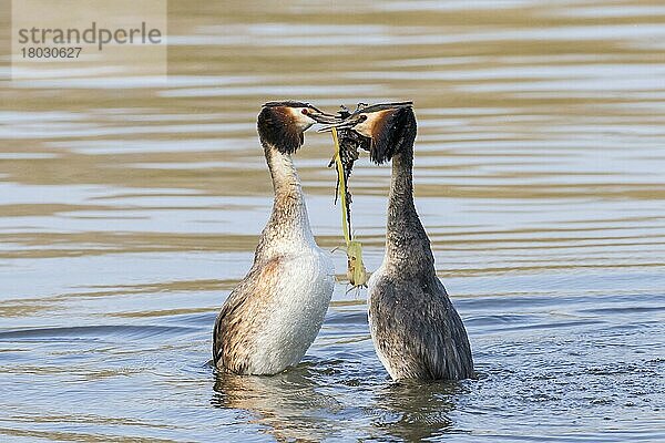 Haubentaucher (Podiceps cristatus)  erwachsenes Paar  brütendes Gefieder  mit Unkrautangebot  bei der Balz auf dem Wasser  Themse  Henley-on-Thames  Oxfordshire  England  April