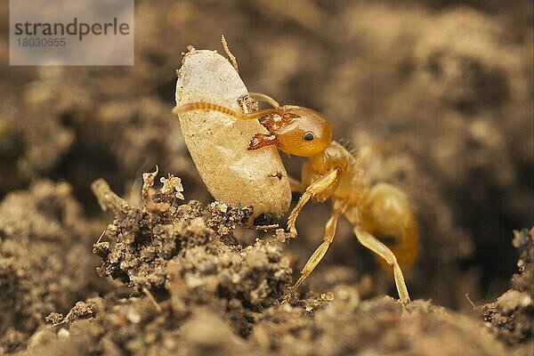 Gelbe Wiesenameise  Gelbe Wegameise  Bernsteingelbe Ameise (Lasius flavus)  Gelbe Wiesenameisen  Gelbe Wegameisen  Bernsteingelbe Ameisen  Andere Tiere  Insekten  Tiere  Ameisen  Yellow Meadow Ant adult  moving exposed pupa to safety  Leicestershire  E