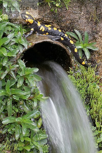 Feuersalamander (Salamandra salamandra) erwachsen  Überquerung des Rohrauslaufs im Gebirgsbach  Italien  Marsch  Europa