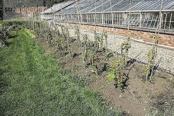 Tomate (Solanum sp.) selbst gezogene Freilandpflanzen  im ummauerten Garten der Abtei Launde