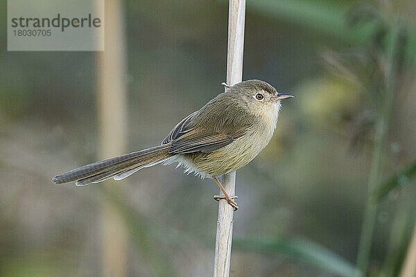 Einfarbige Prinia (Prinia inornata extensicauda)  erwachsen  auf Schilfrohrstamm sitzend  Hongkong  China  November  Asien