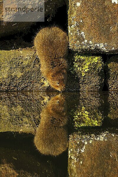 Ostschermaus  Ostschermäuse  Große Wühlmaus (Arvicola amphibius)  Große Wühlmäuse  Wasserratte  Schermaus  Mollmaus  Wasserratten  Schermäuse  Mollmäuse  Mäuse  Maus