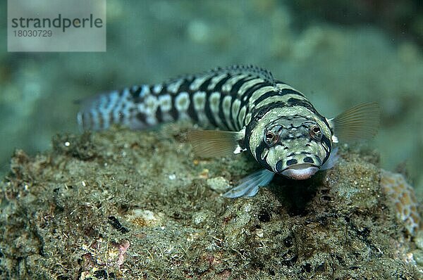 Augenstreifensandbarsch  Augenstreifensandbarsche (Parapercis tetracantha)  Sandbarsch  Sandbarsche  Andere Tiere  Fische  Barschartige  Tiere  Reticulated Sandperch adult  'Blue Water Muck' dive sit