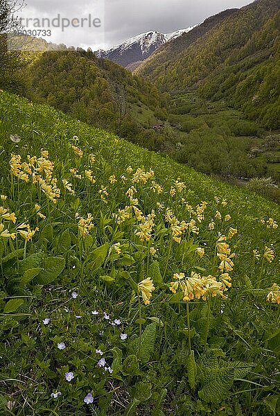 Großblättrige Primel (Primula macrocalyx) blüht  wächst in Berggebieten  Pasanauri-Tal  Großer Kaukasus  Georgien  Frühling  Asien