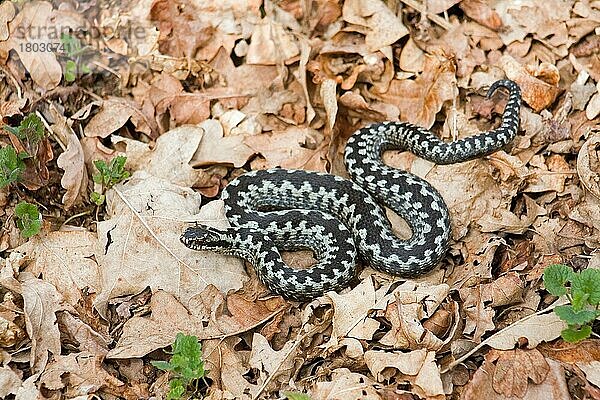 Kreuzotter  Kreuzottern (Vipera berus)  Andere Tiere  giftig  Giftschlangen  Reptilien  Schlangen  Tiere  European Adder adult male  on woodland floor  Minsmere RSPB Reserve  Suffolk  England  april