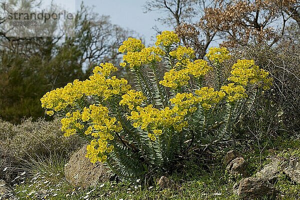 Schmalblättrige Steife Wolfsmilch (Euphorbia rigida) blühend  im Grasland  Lesvos  Griechenland  Europa