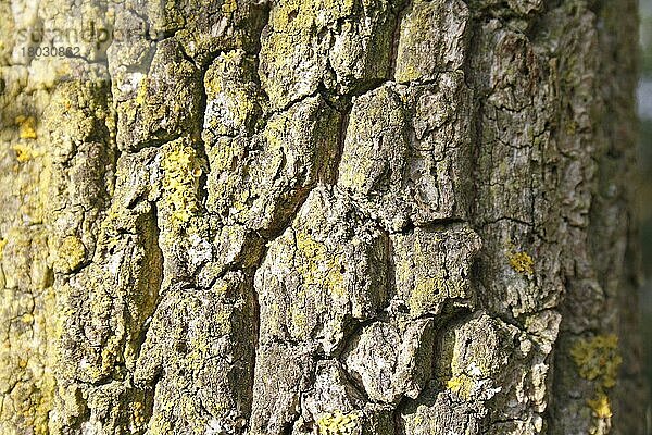 Schwarzer Holunder (Sambucus nigra)  Holderbusch  Holler  Moschuskrautgewächse  Elder close-up of bark  Suffolk  England  september