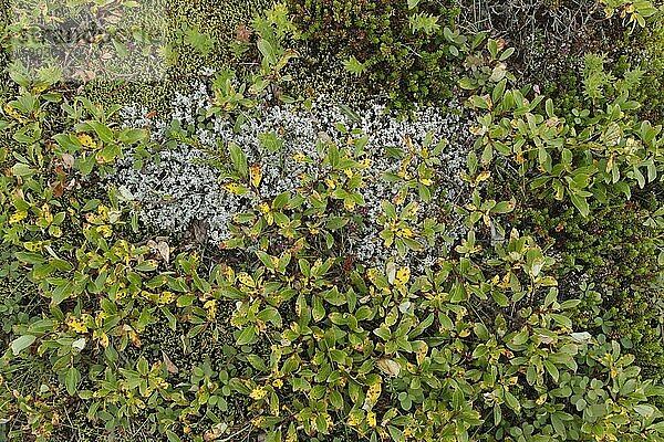 Vaccinium uliginosus  Rauschbeere  Trunkelbeere (Vaccinium uliginosum)  Moorbeere  Nebelbeere  Heidekrautgewächse  Northern Bilberry growing amongst moss  Iceland  August