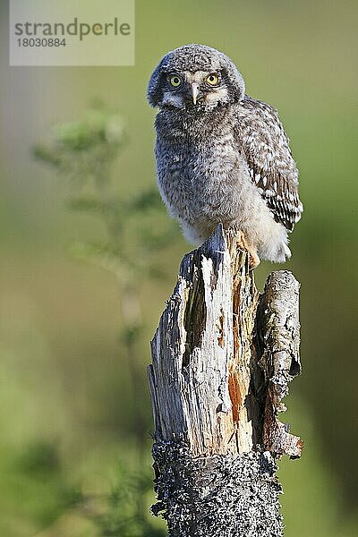 Sperbereule  Sperbereulen (Surnia ulula)  Eulen  Tiere  Vögel  Northern Hawk Owl chick  perched on stump  Finland  May