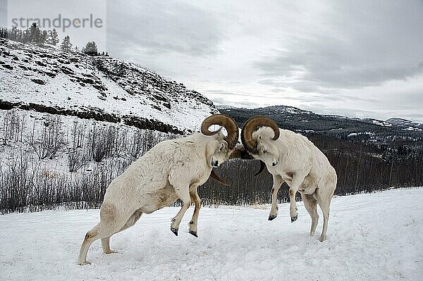 Dall Sheep zwei erwachsene männliche Schafe (Ovis dalli)  kämpfen und stoßen sich mit den Köpfen  im Schnee  Yukon  Kanada  Nordamerika