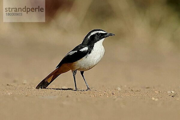 Weißkehlchen-Rötelmaus (Cossypha humeralis)  erwachsen  stehend auf kahlem Boden  Südafrika  August