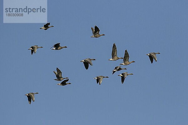 brachyrhynchus  Kurzschnabelgans  Kurzschnabelgänse (Anser fabalis)  Gänse  Gänsevoegel  Tiere  Vögel  Pink footed Geese  group flying