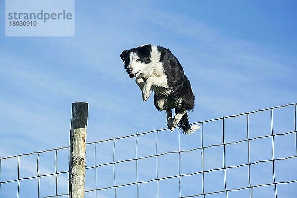 Haushund  Border Collie  Arbeitsschäferhund  erwachsen  Springdraht-Viehzaun auf Moorland  Cumbria  England  April