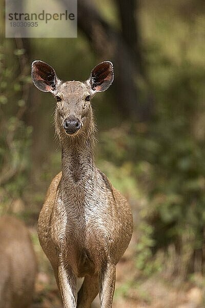 Sambar (Rusa unicolor)  erwachsene Frau  stehend  Kanha N.P.  Madhya Pradesh  Indien  April  Asien