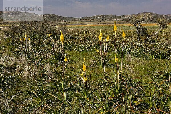 Blühender Gelber Katzenschwanz (Bulbinella latifolia)  am Standort  Kamiesberg-Gebirge  Namaqualand  Südafrika