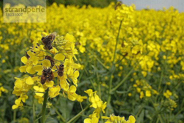 Arbeiterinnen und Arbeiter der Western Honey Bee (Apis mellifera) sammeln Pollen von blühenden Rapspflanzen (Brassica napus) in der Nähe des Bienenstocks  Shropshire  England  Mai