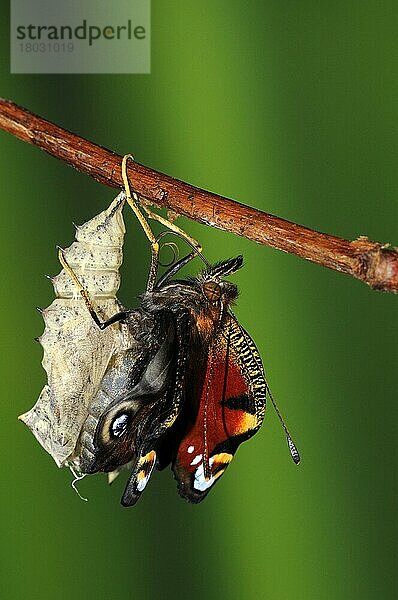 Aglais io  Tagpfauenauge  Tagpfauenaugen (Inachis io) Andere Tiere  Insekten  Schmetterlinge  Tiere  Peacock Butterfly adult  emerged from pupa  drying and expanding wings  Oxfordshire  England  Großbritannien  Europa