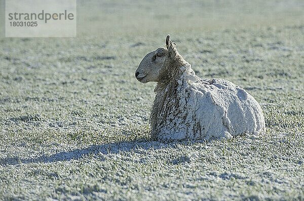 Hausschaf  Blaugesicht Leicester  erwachsen  schneebedeckt  auf der Weide ruhend  nahe Thornhill  Dumfries and Galloway  Schottland  Januar