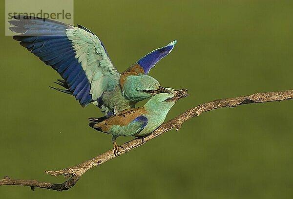 Blauracke (Coracias garrulus)  erwachsenes Paar  Weibchen mit Schnecken-'Geschenk' im Schnabel  Paarung am Zweig  Ungarn  Mai  Europa