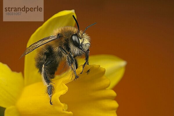 Haarfüßige Blütenbiene (Anthophora plumipes) erwachsen  ruhend auf der Blume der Zwergnarzisse (Narcissus sp.)  Leicestershire  England  März