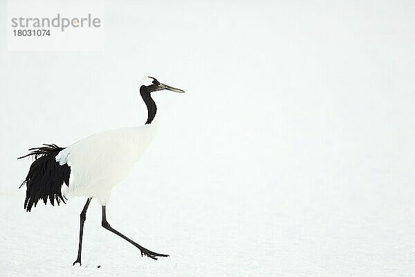 Japanischer Rotkronenkranich (Grus japonensis) erwachsen  im Schnee laufend  Hokkaido  Japan  Februar  Asien