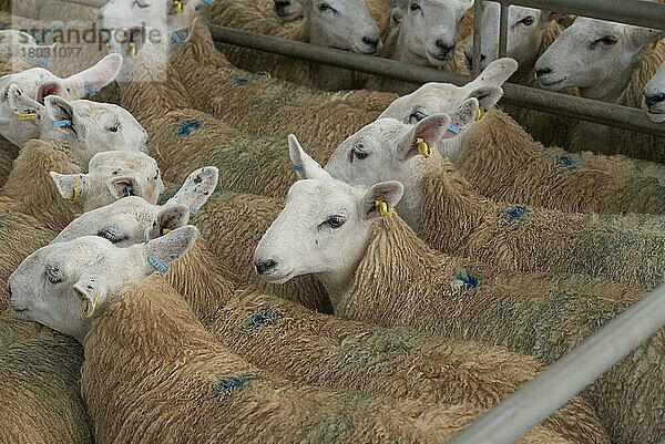 Hausschafe  Haustiere  Huftiere  Nutztiere  Paarhufer  Säugetiere  Tiere  Domestic Sheep  White Welsh Mule ewes  in pen at livestock market  Welshpool Livestock Market  Welshpool  Powys  Wales  September