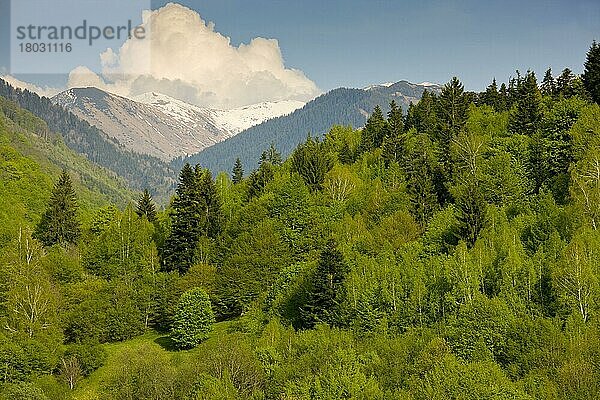 Blick auf Mischwald-Lebensraum  mit Rotbuche (Fagus sylvatica) und Fichte (Picea abies)  Rilska-Flusstal  in der Nähe des Rila-Klosters  Rila-Gebirge  Bulgarien  Mai  Europa