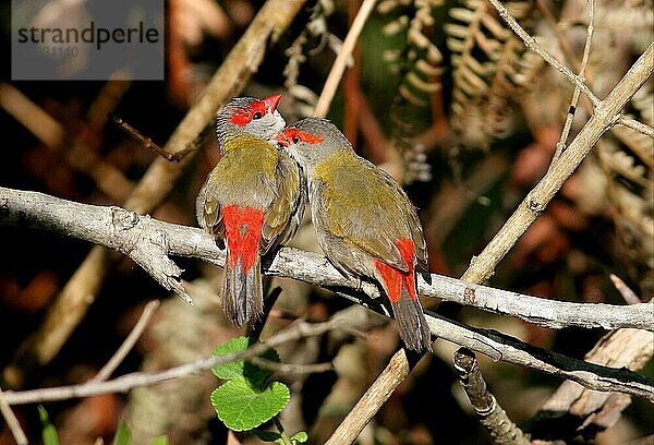 Rotbrauenfink (Neochima temporalis)  erwachsenes Paar  gegenseitige Pracht  Südost-Queensland  Australien  Ozeanien