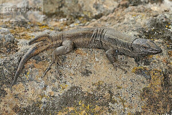 Kleine Kanareneidechse  Kleine Kanareneidechsen  Andere Tiere  Reptilien  Tiere  Eidechsen  Boettger's Lizard (Gallotia caesaris gomerae) adult  with two-ended tail  deformed regrowth of shed tail  La Gomera  Canary Islands