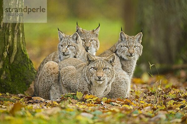 Europäischer Luchs (Lynx lynx)  Weibchen mit drei Jungtieren  captive