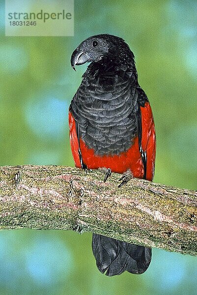 Pesquet's Parrot  Borstenkopfpapagei (Psittrichas fulgidus) (Tiere) (animals) (Südostasien) (southeast asia) (Vogel) (Vögel) (birds) (Papageien) (parrots) (Ast) (außen) (outdoor) (frontal) (head-on) (von vorne) (adult) (rot) (red) (schwarz) (black)