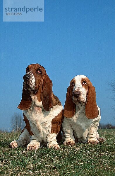 Basset Hounds  tricolored and lemon-white  tricolor und lemon-weiss (animals) (Säugetiere) (mammals) (Haushund) (domestic dog) (Haustier) (Heimtier) (pet) (Großbritannien) (Great Britain) (außen) (outdoor) (frontal) (head-on) (von vorne) (Wiese) (meadow) (sitzen) (sitting) (adult) (Paar) (pair) (zwei) (two)