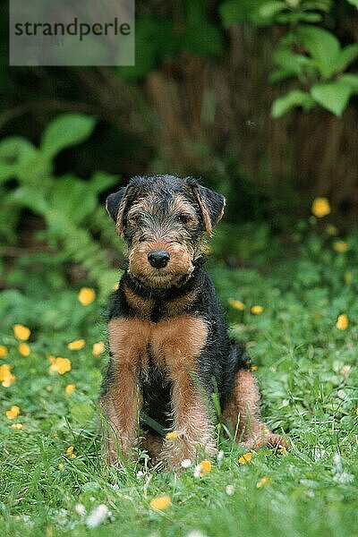 Welsh Terrier  puppy  9 weeks old  Welpe  9 Wochen alt (Saeugetiere) (mammals) (animals) (Haushund) (domestic dog) (Haustier) (Heimtier) (pet) (außen) (outdoor) (frontal) (head-on) (von vorne) (Wiese) (meadow) (sitzen) (sitting) (Jungtier) (young)