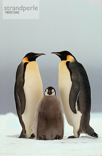 Emperor Penguins  pair with young  Cape Norwegia  Antarctica (Aptenodytes foresteri)  Kaiserpinguine  Paar mit Jungvogel  Tiere  animals  Vogel  Vögel  birds  außen  outdoor  seitlich  side  frontal  head-on  von vorne  ad...  Antarktis  Antarktika