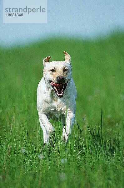 Labrador-Retriever  gelb  läuft durch Wiese  Labrador Retriever  running through meadow (animals) (außen) (outdoor) (frontal) (head-on) (von vorne) (Wiese) (meadow) (hecheln) (panting) (adult) (Bewegung) (motion) (laufen) (rennen) (gefährlich) (dangerous) (Säugetiere) (mammals) (Haushund) (domestic dog) (Haustier) (Heimtier) (pet)