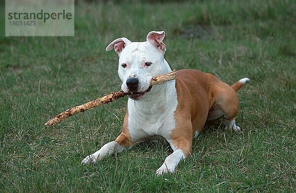American Staffordshire Terrier  Pitbull  spielt mit Stock