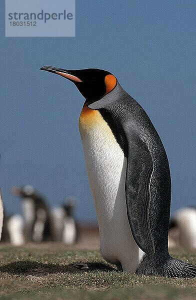 Königspinguin  Seelöweninsel  Falkland-Inseln (Aptenodytes patagonica)  seitlich